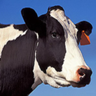 A Cow Goes Moo icône