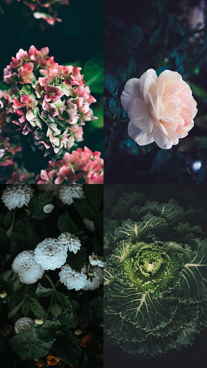 Flowers Wallpaper HD - Nature love backgrounds APK for Android Download Flowers Wallpaper HD - Nature love backgrounds APK for Android Download