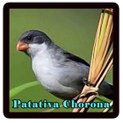 Canto Da Patativa Chorona আইকন