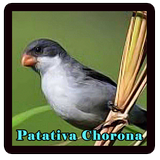 Canto Da Patativa Chorona icon