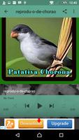 Canto Da Patativa Chorona স্ক্রিনশট 2