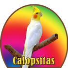 Assobio Cantos  Calopsitas आइकन