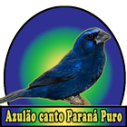 Azulao canto Paraná Puro icon