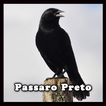 Pássaro Preto Canto Mateiro