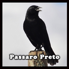 Pássaro Preto Canto Mateiro أيقونة