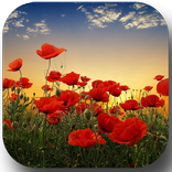 Sunset over a field of poppies