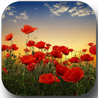 Sunset over a field of poppies icon