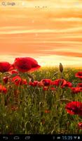 Sunset over a field of poppies capture d'écran 2