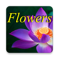 Flower HD Wallpapers