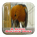 Kicau 8 Jenis Burung Anis Lengkap APK