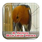 ikon Kicau 8 Jenis Burung Anis Lengkap