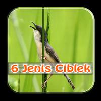 Master Kicau Ciblek 6 Jenis โปสเตอร์