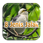 Kicauan 10 Jenis Burung Jalak ikon