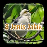 Kicauan 10 Jenis Burung Jalak poster