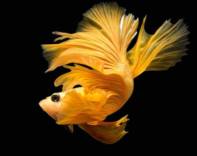 Ikan Cupang 3d Wallpaper For Android Apk Download
