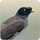 Jungle Crested Mynah Bird : Jungle Myna Sound APK