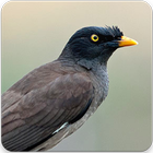 Jungle Crested Mynah Bird : Jungle Myna Sound icône