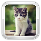 Cat Games For Kids simgesi