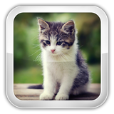 Cat Games For Kids-icoon