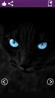Blue cat wallpaper hd - free cat wallpapers 海报