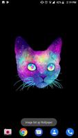 Blue cat wallpaper hd - free cat wallpapers 截图 2
