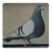 Guide Pouter Pigeons