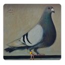 Guide Pouter Pigeons APK