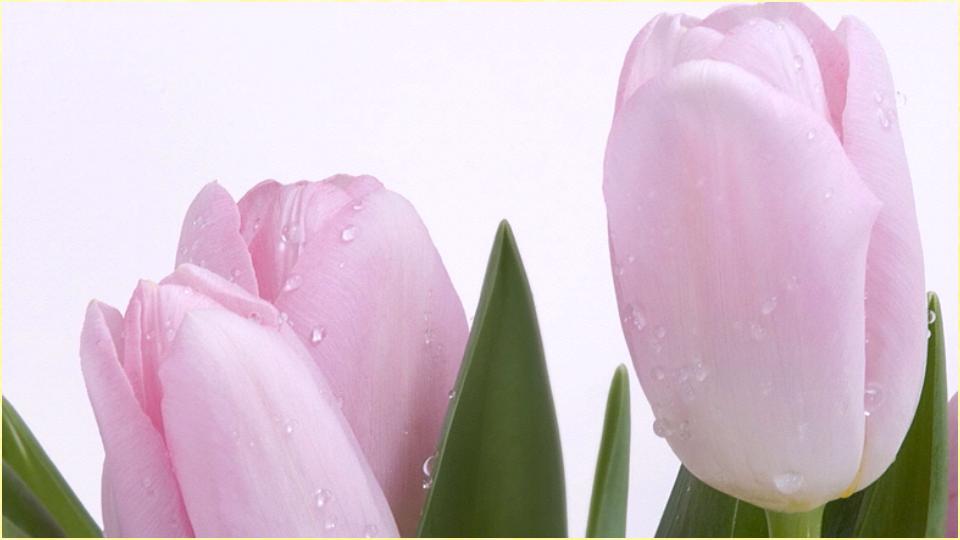 Descarga de APK de Fondos de Pantalla HD Flores para Android Descarga de APK de Fondos de Pantalla HD Flores para Android