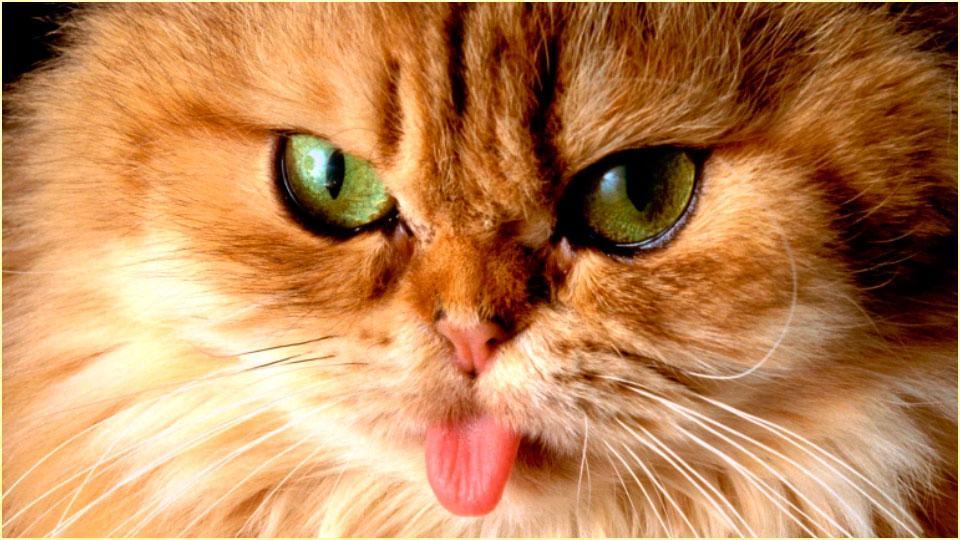 35 Gambar Wallpaper Hd Kucing Keren terbaru 2020