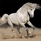 HD Horses Images icon