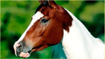 HD Horses Images poster