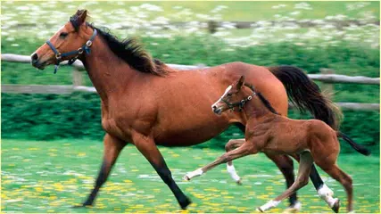 HD Horses Images APK Herunterladen