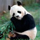 Fonds d'écran HD Pandas APK