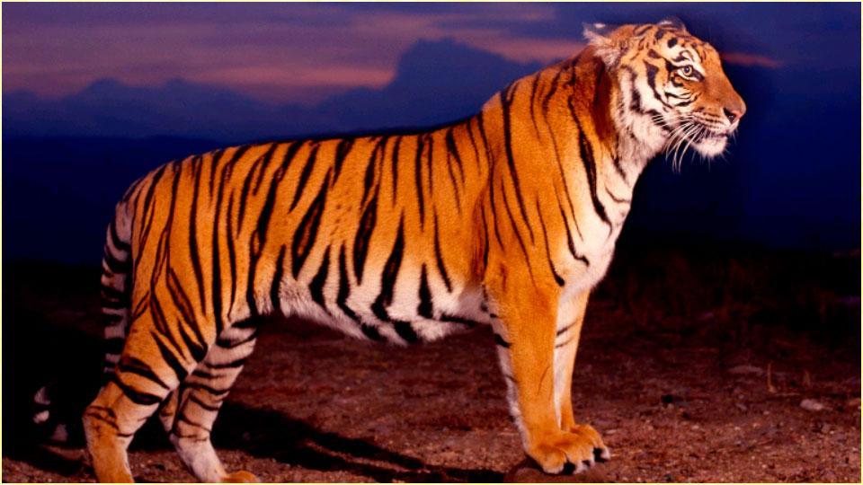 Paling Keren 14 Gambar Wallpaper Harimau Joen Wallpaper