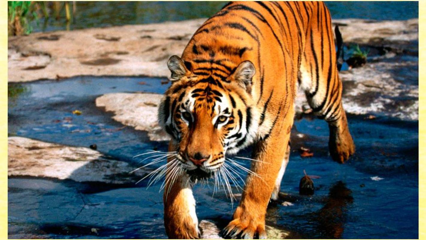 HD Harimau  Wallpaper  for Android APK Download