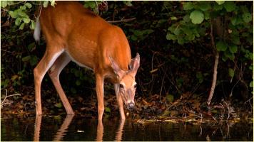 HD Animaux Sauvages Images capture d'écran 2