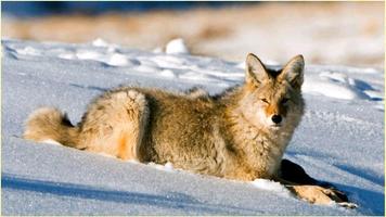 HD野生動物の写真 スクリーンショット 3