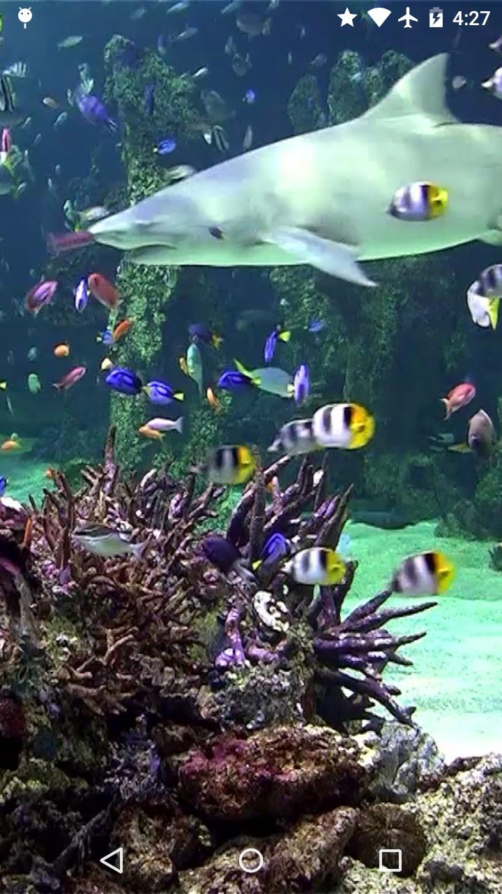 Video Wallpaper: Aquarium APK for Android Download