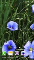 Blue Flowers Live Wallpaper plakat