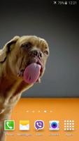 Dog Licks Screen 4K Wallpaper capture d'écran 2