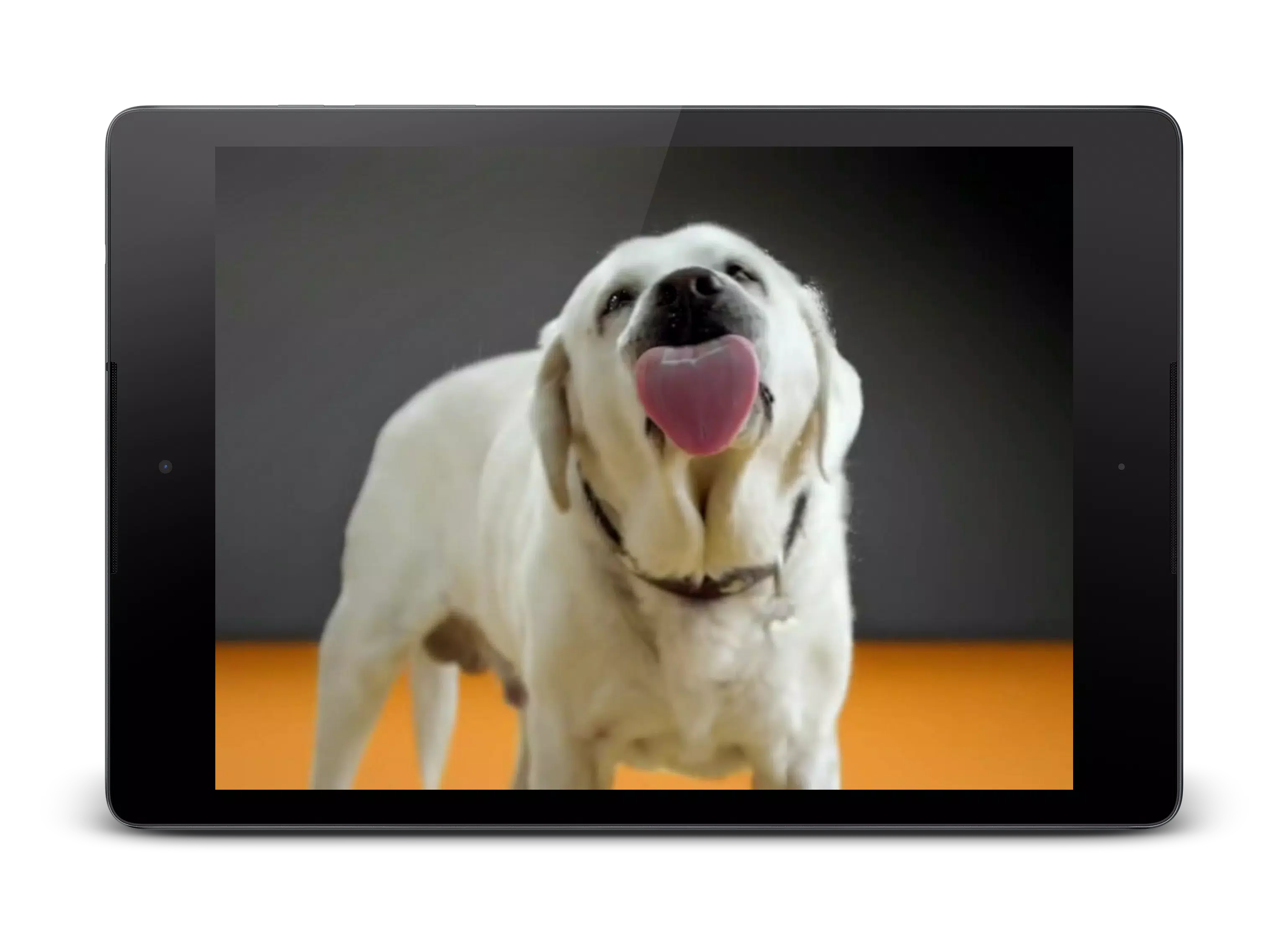 Android向けの犬のなめは4kビデオライブ壁紙を選別 Apkをダウンロードしましょう