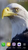 Eagle 3D Video Live Wallpaper-poster