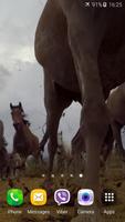 1 Schermata Horses Video Live Wallpaper