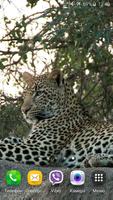 Leopard Video Live Wallpaper স্ক্রিনশট 1