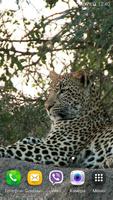Leopard Video Live Wallpaper স্ক্রিনশট 2