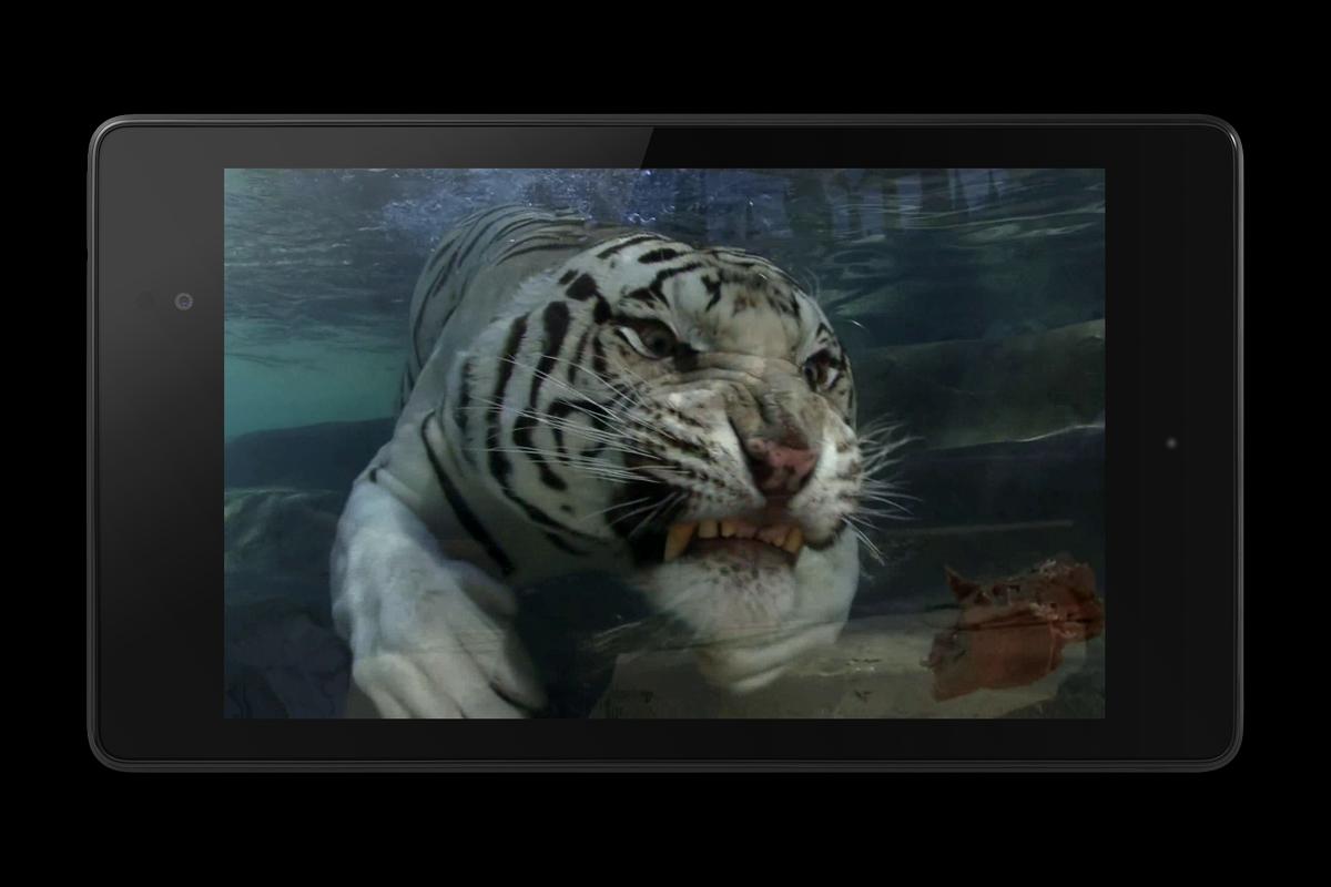 Tiger Video Wallpaper Hidup APK Download Gratis Personalisasi