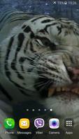 Tiger Video Live Wallpaper اسکرین شاٹ 2