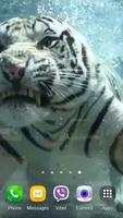 Tiger Vidéo Fond d'écran animé capture d'écran 3