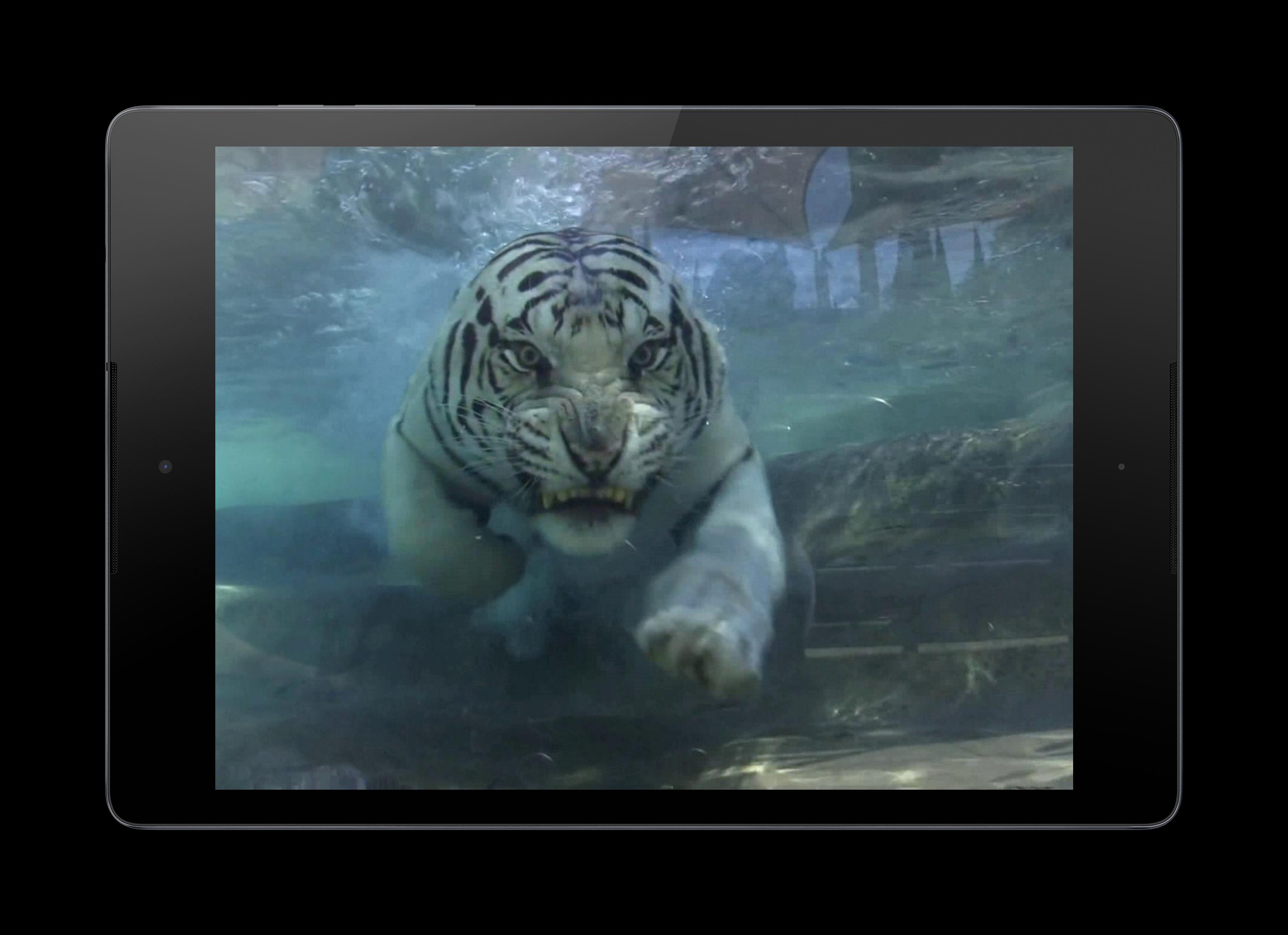 Тайгер видео. Тигр для приложения. Живые обои на андроид тигр. Плавающие обои для андроида тигр чтобы двигался.