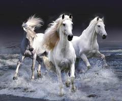 1 Schermata Horse Jigsaw Game